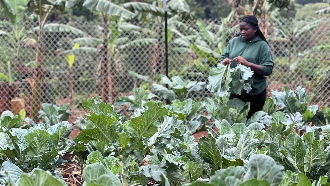 Sustainable farming initiatives in Uganda