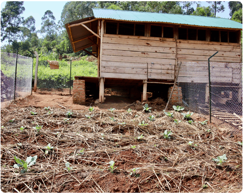 Sustainable Farm Chickens