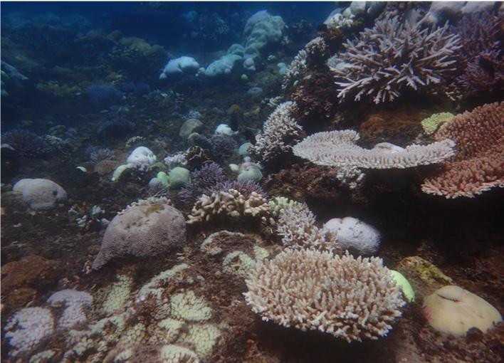 Healthy purple coral alongside ghost-white bleached coral on a Nusa Penida reef