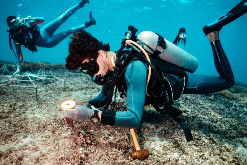 A coral fragment being prepared for transplant