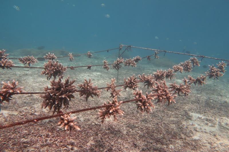 Coral fragments growing on a floating nursery in Nusa Penida