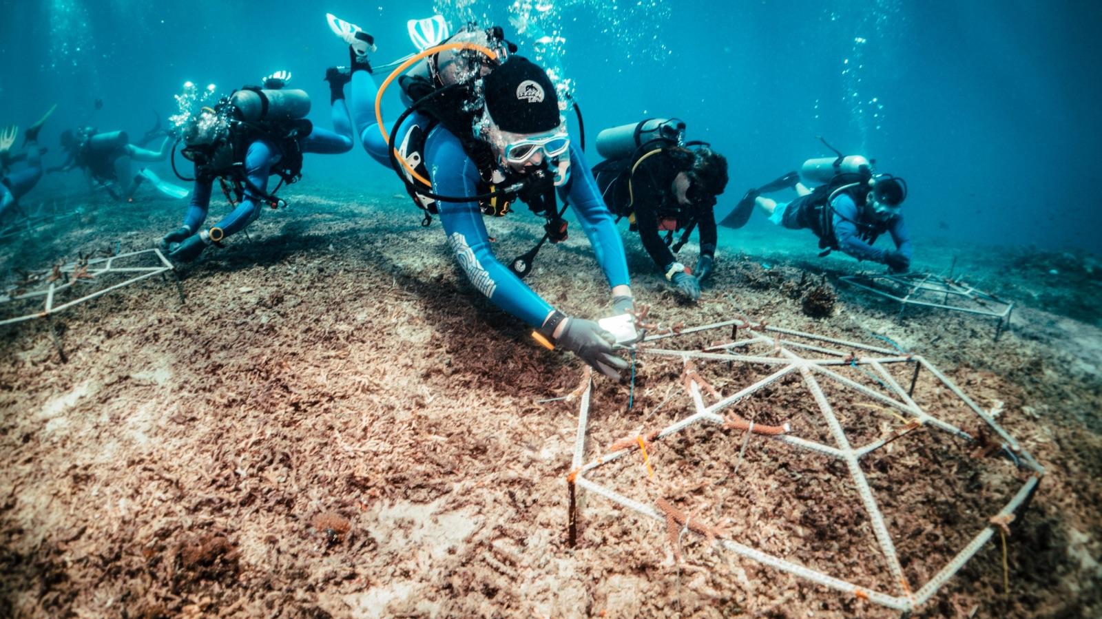 Coral reef restoration in Nusa Penida Marine Park, Bali