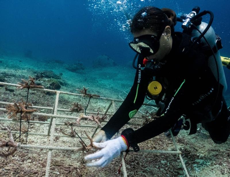 A diver transplanting coral fragments onto a restoration frame