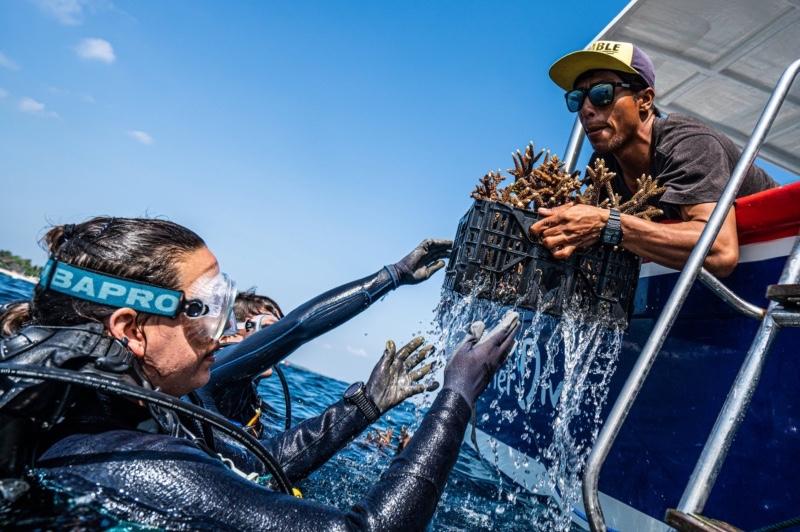Nursery-grown coral fragments being handed off for transplantation
