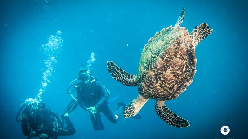 A hawksbill sea turtle swimming with a diver in the background