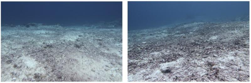 The Mangrove Reef restoration project on Nusa Lembongan