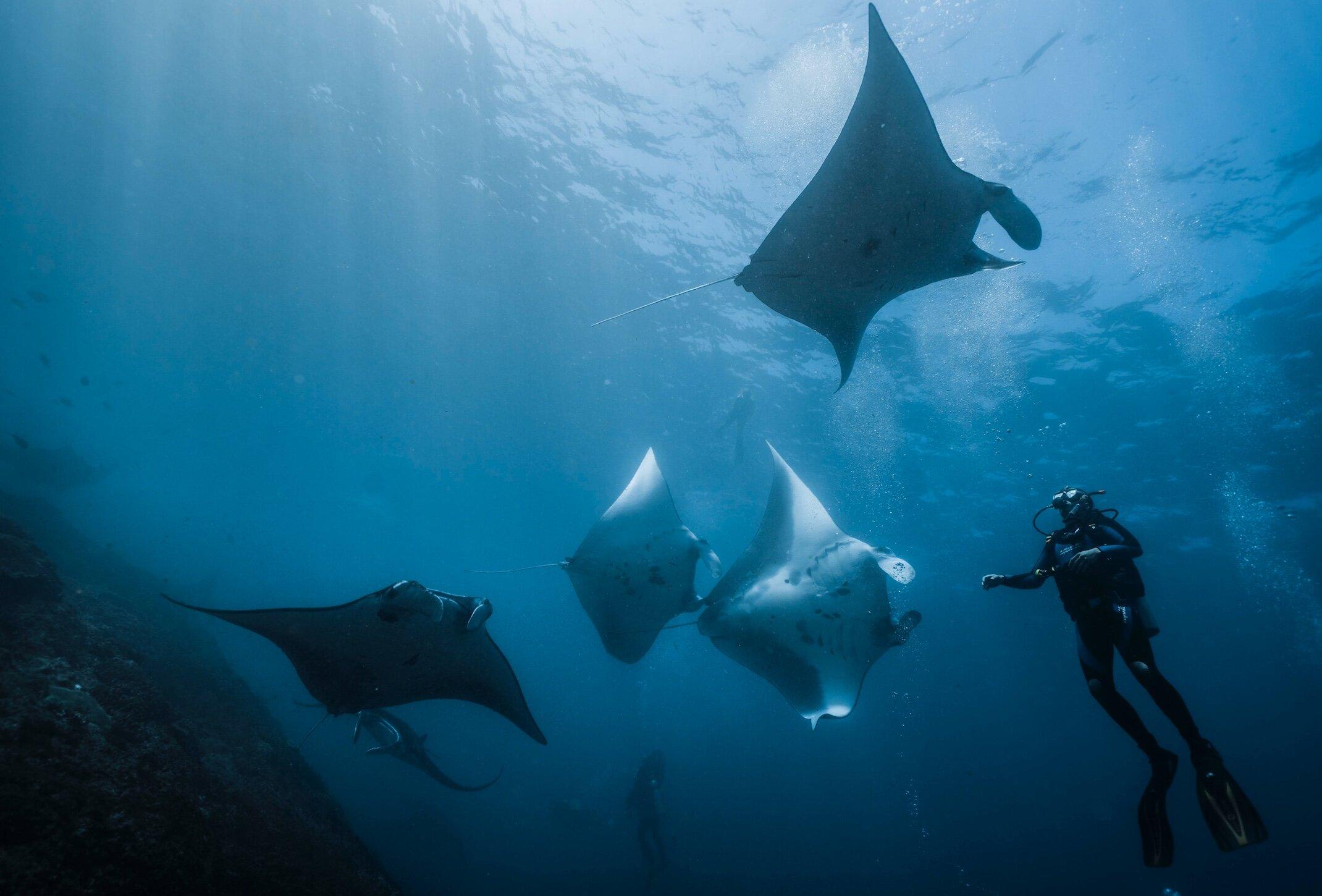 Reef manta rays gliding past a diver in the Nusa Penida Marine Park
