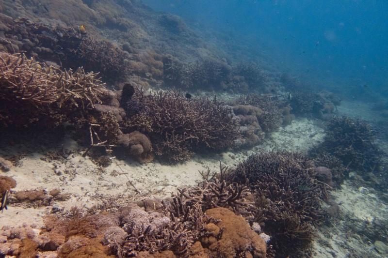 Mature coral colonies grown on submerged restoration frames