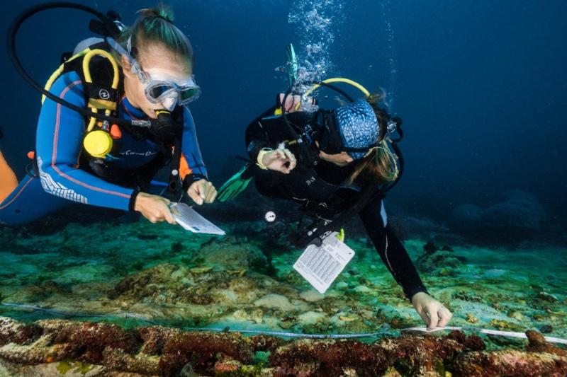 Divers conducting a reef health survey with transect tape and data slates