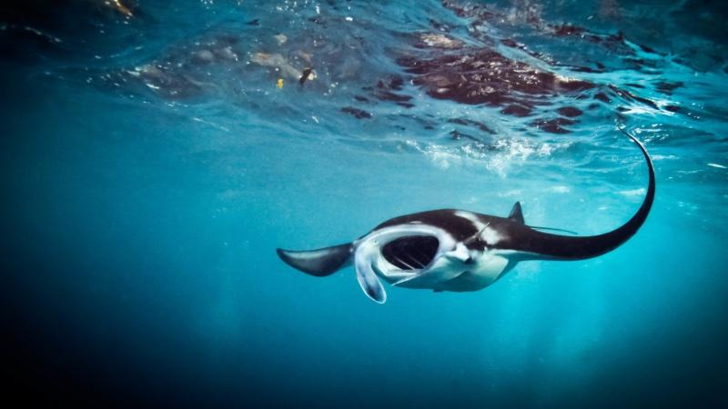 A reef manta ray feeding with mouth wide open