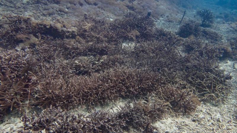 Branching corals grown on ropes between frames at the Sental Reef restoration site