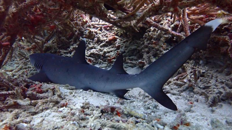 A whitetip reef shark resting on a coral rubble field at Nusa Penida