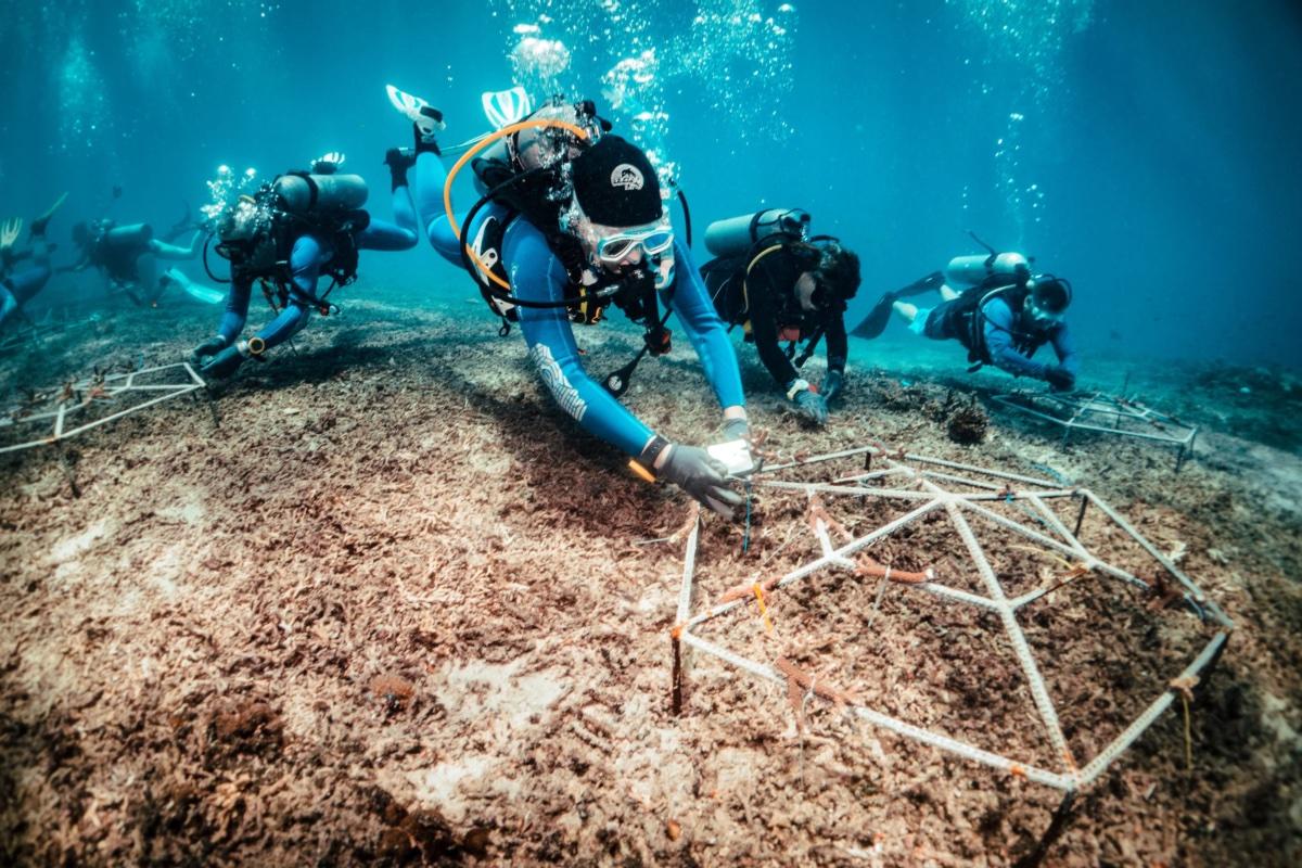 Coral Reef Restoration