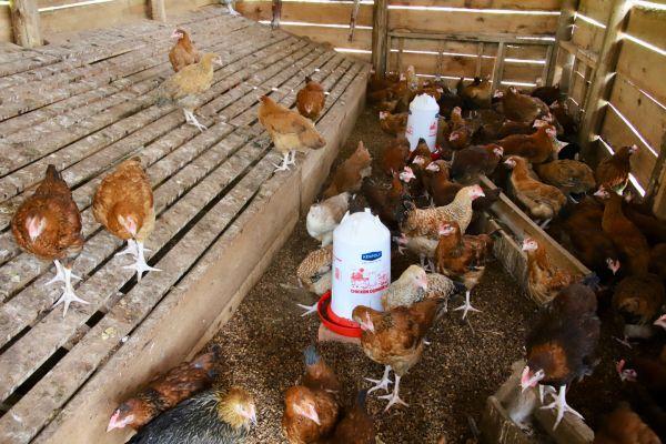Farm Chickens
