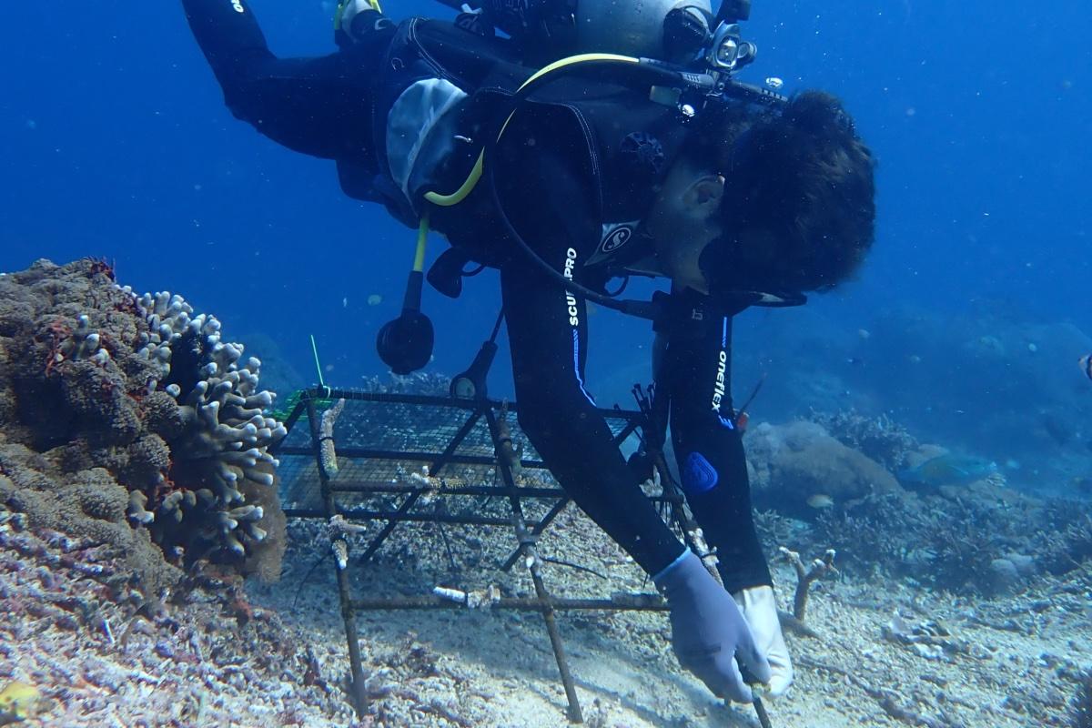 Coral Reef Restoration