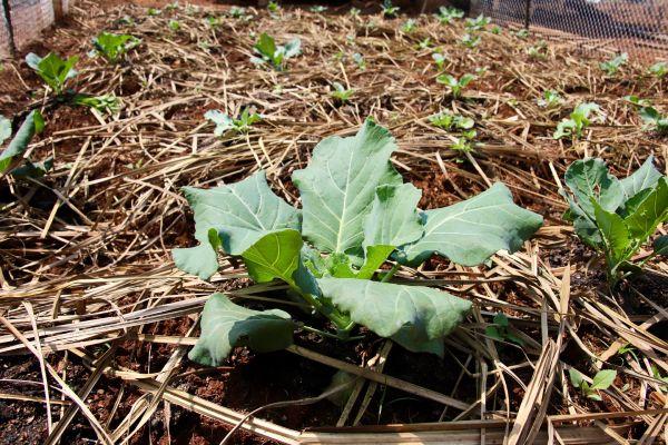 Sukuma Wiki growing in garden